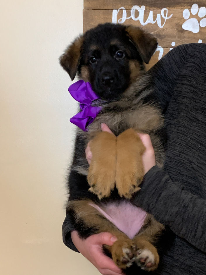Purple Female 7 weeks old.jpeg