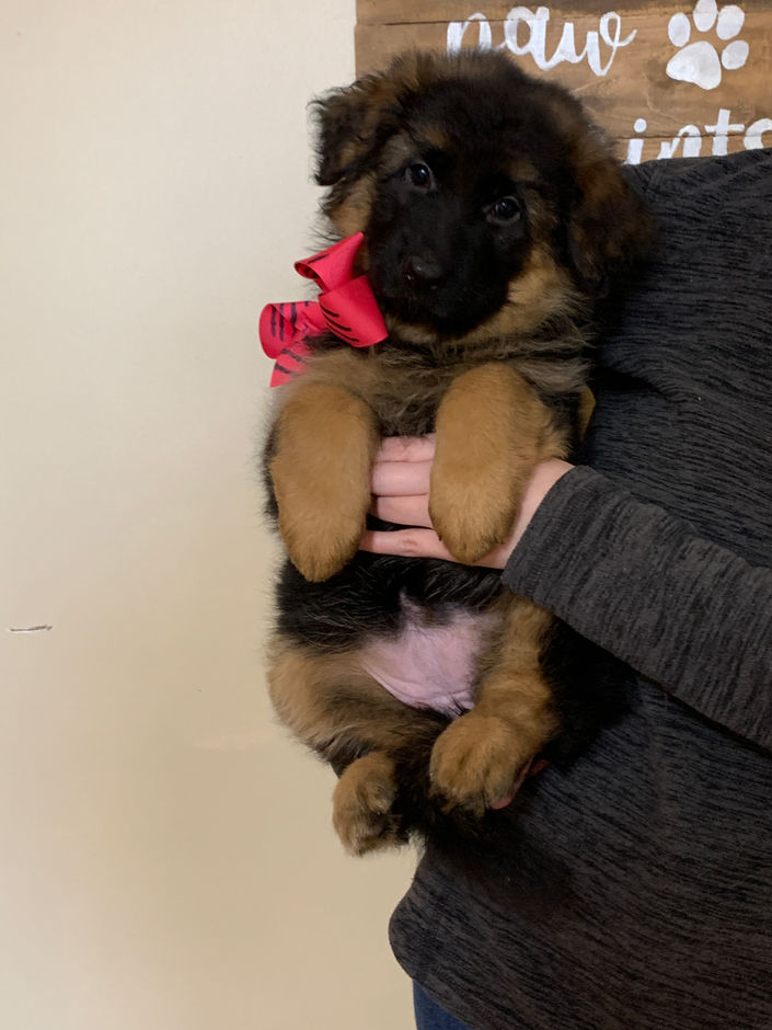 Pink Stripe Female 7 weeks old.jpeg