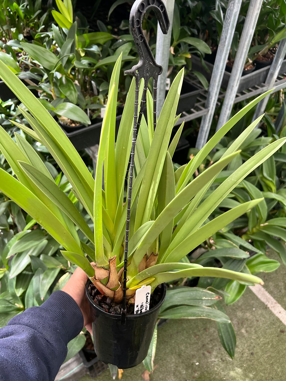 Thumbnail: Flowering size Cymbidium canaliculatum ‘Alba’ x ‘Blackwood’ seedling 140mm pot 