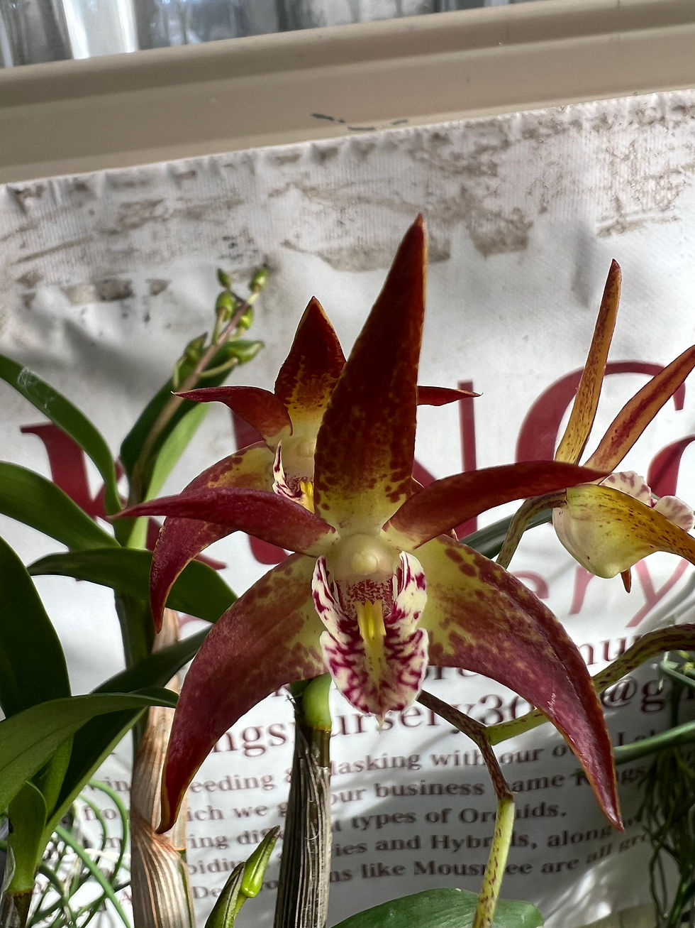 Thumbnail: Dendrobium King’s Paradise Uluru #2 flowering 140mm pot