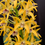 Thumbnail: Flasks Dendrobium (Nelly Bay x Lookout) x Cosmic Gold  ‘Sandy’ FCC/AOC