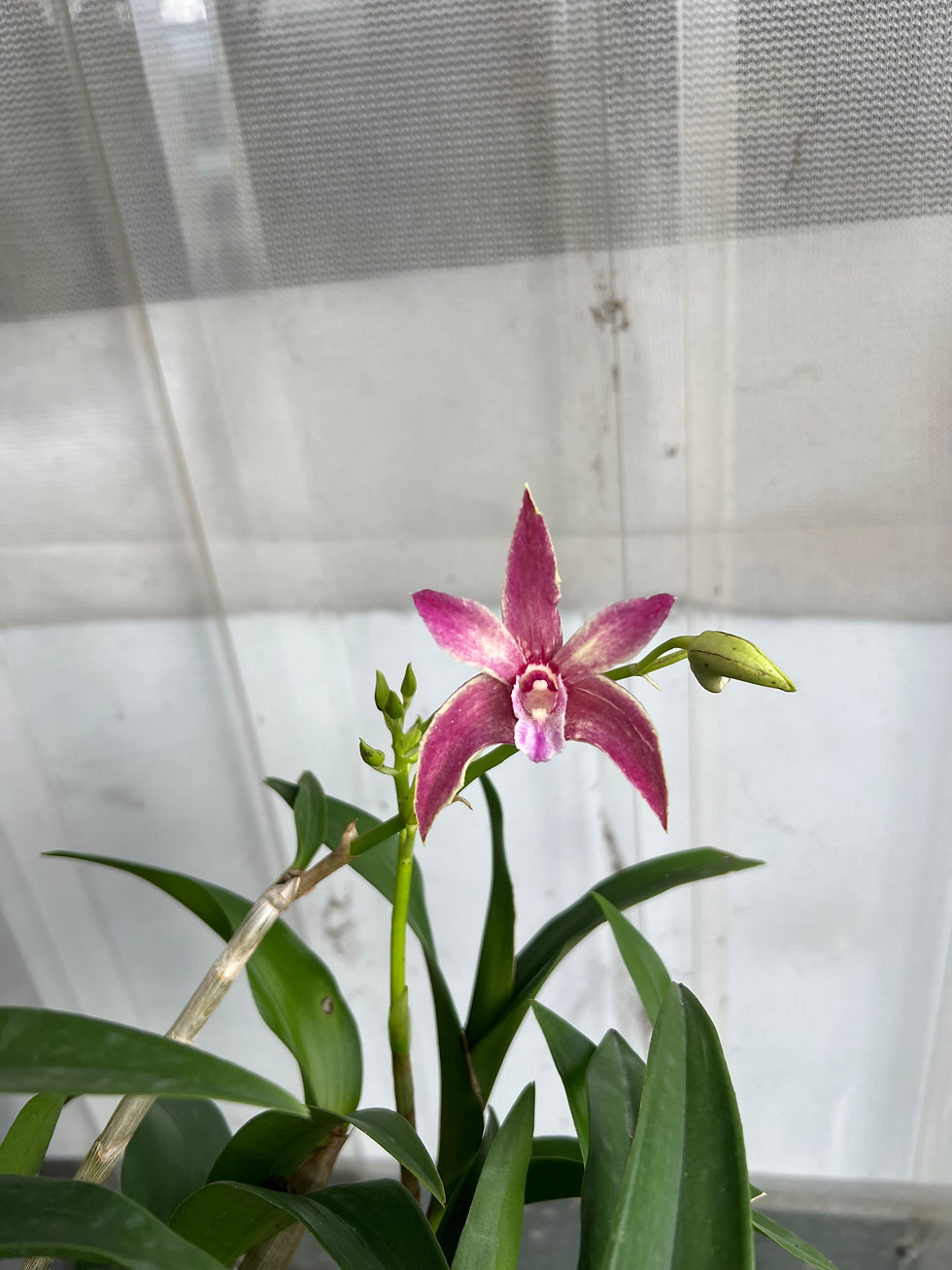 Thumbnail: Dendrobium King’s Aura ‘Board’ flowering 140mm pot