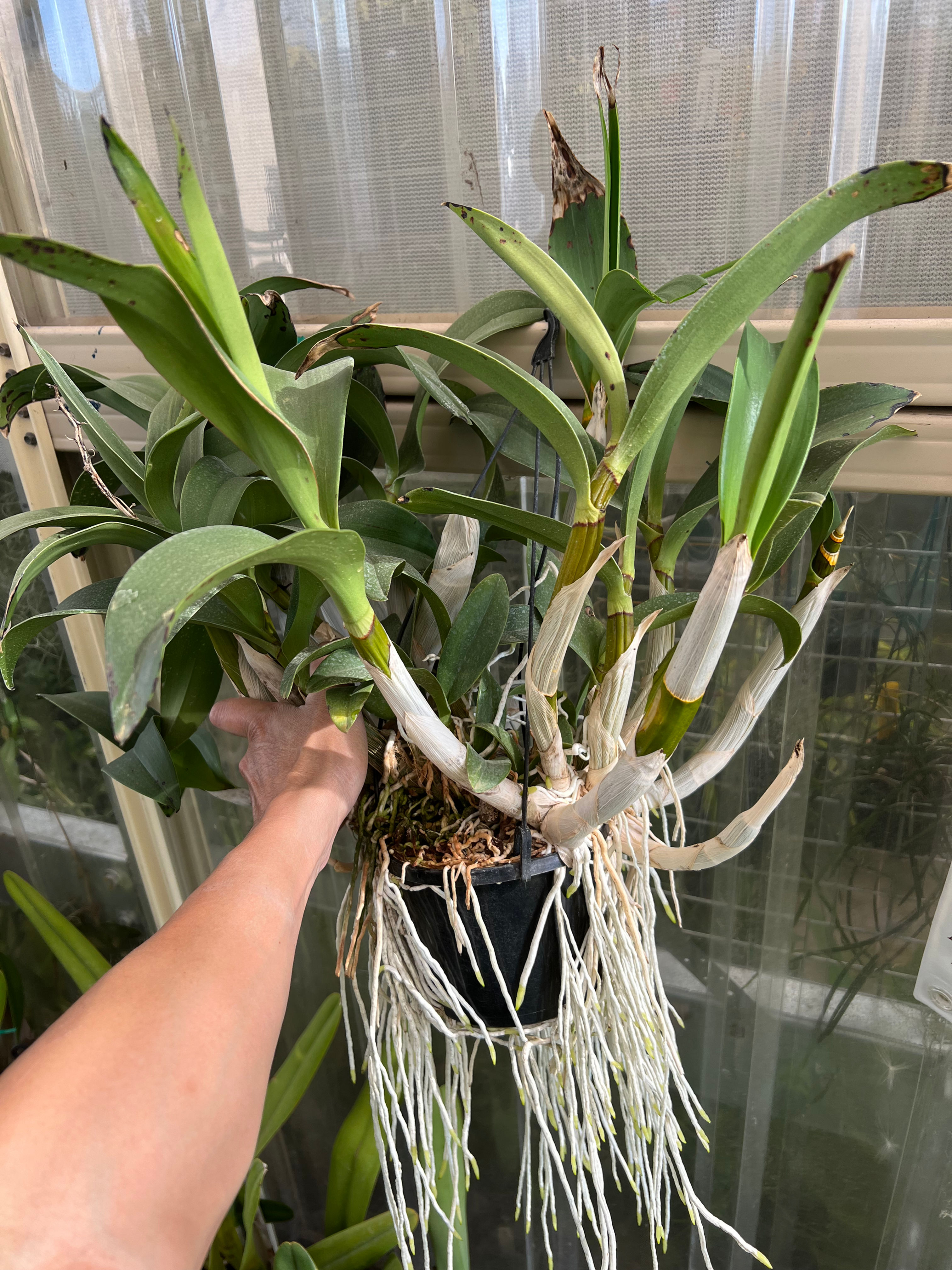 Super size Dendrobium Jayden ‘Sheen’ FCC/AOC x Cosmic Gold ‘Sandy’ 140mm pots