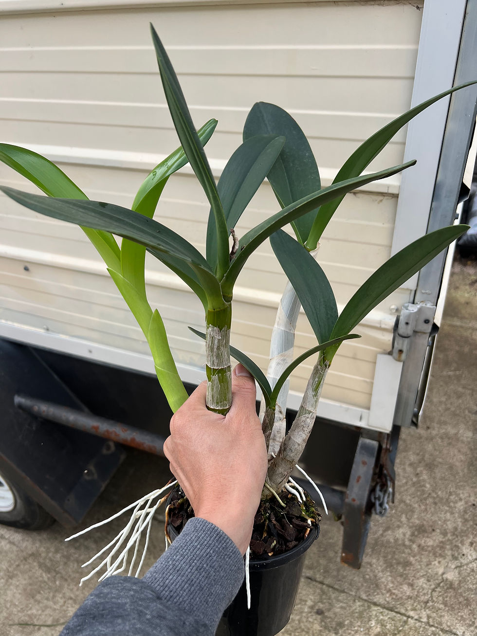 Thumbnail: Dendrobium Cosmic Gold ‘Beau’ division 140mm  pot