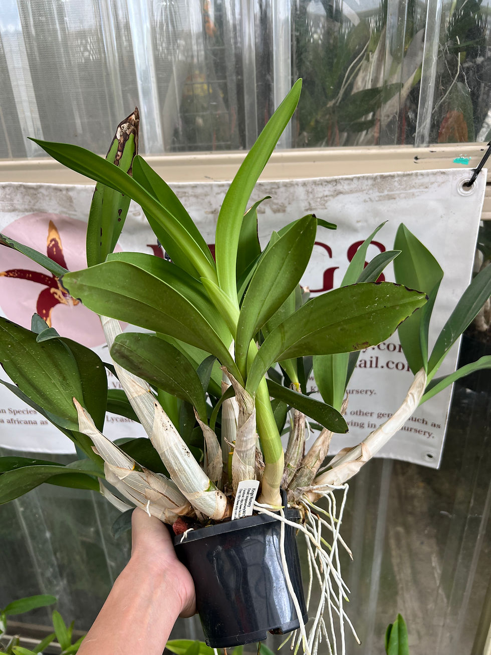 Thumbnail: Dendrobium Saigon Gold first flowering seedling 140mm pot