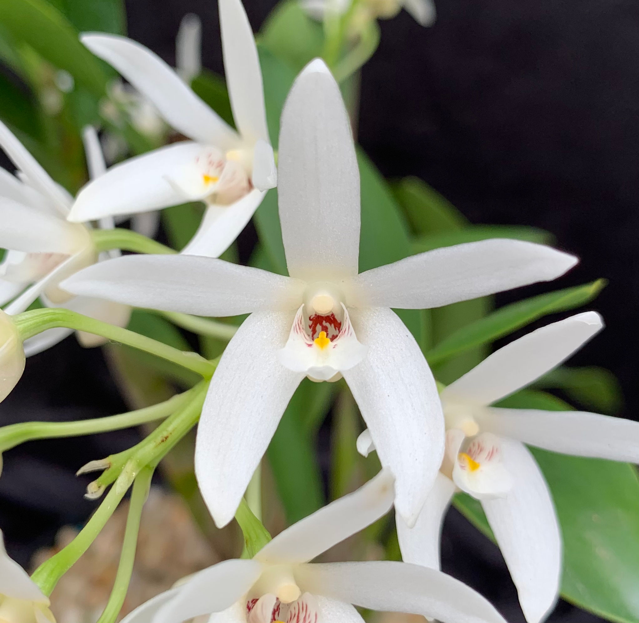 Dendrobium facalrostrum ‘Kings’ division 140mm pot