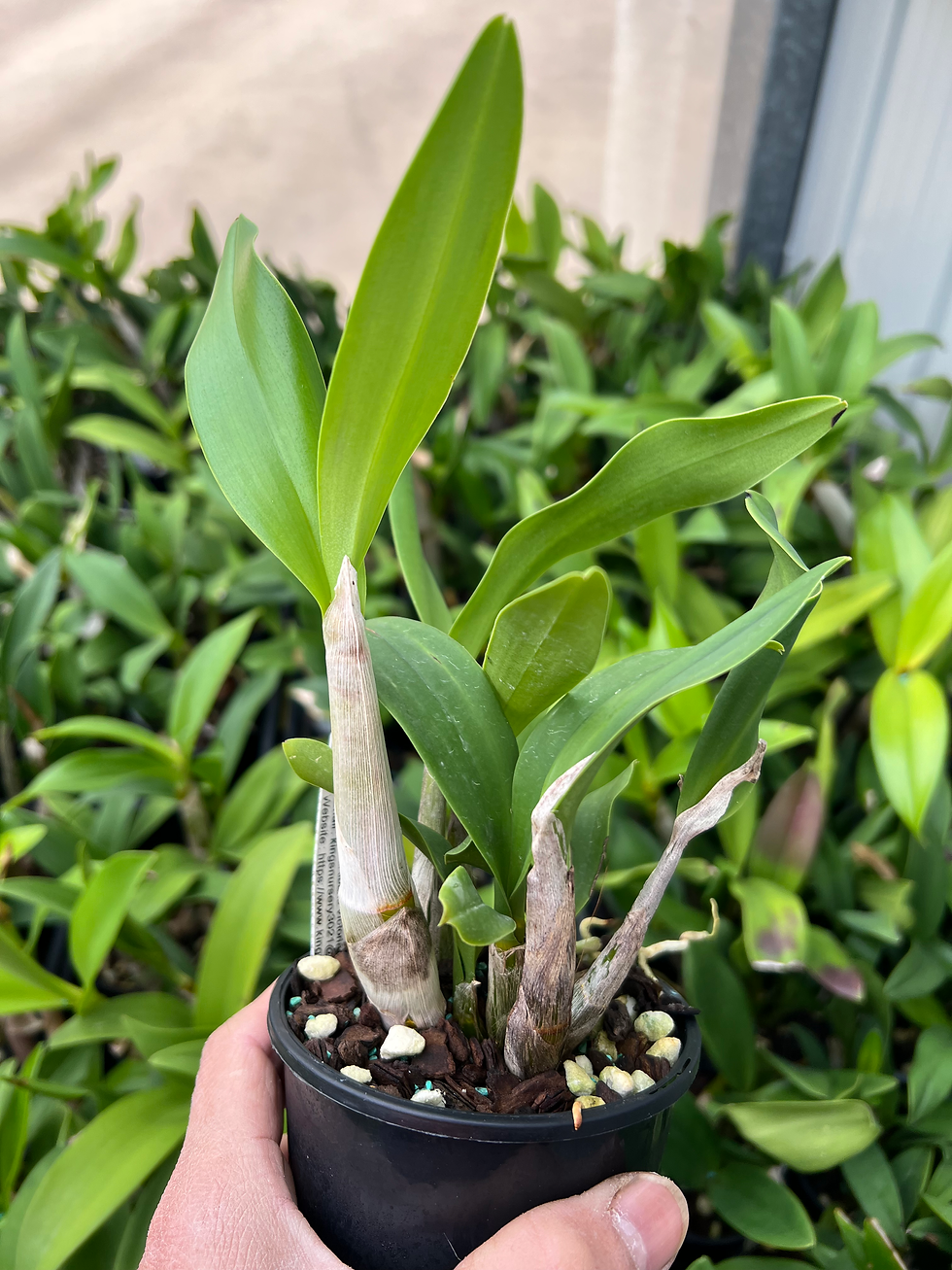 Thumbnail: Dendrobium Dunokayla  ‘Journey’ x Dingadee Gold ‘My’s Choice’ seedling 100mm pot
