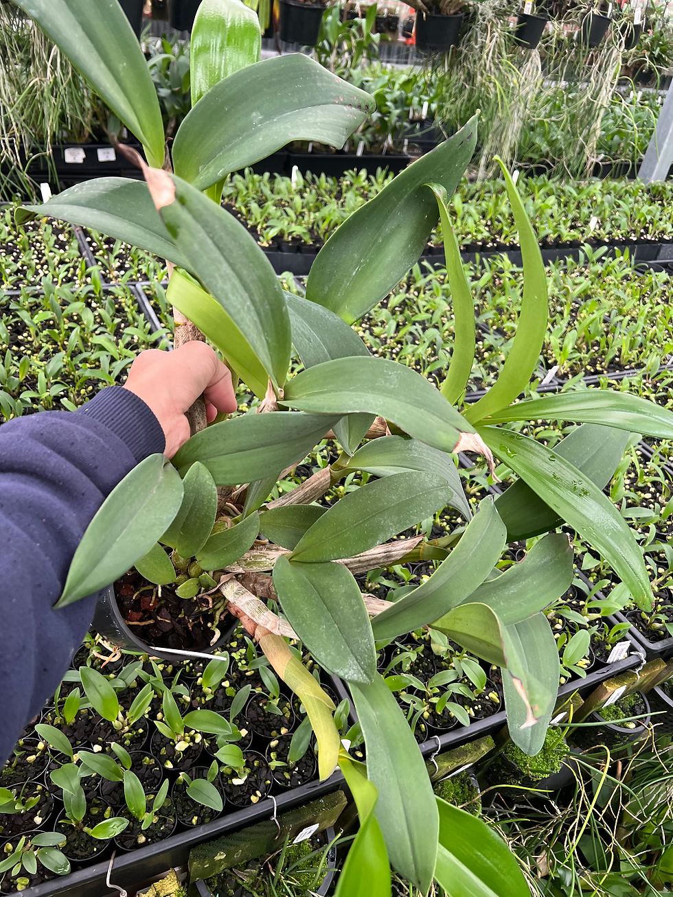 Thumbnail: Dendrobium Aus Goldrush ‘Hulk’ x Cosmic Gold ‘Sandy’ flowering size seedling 