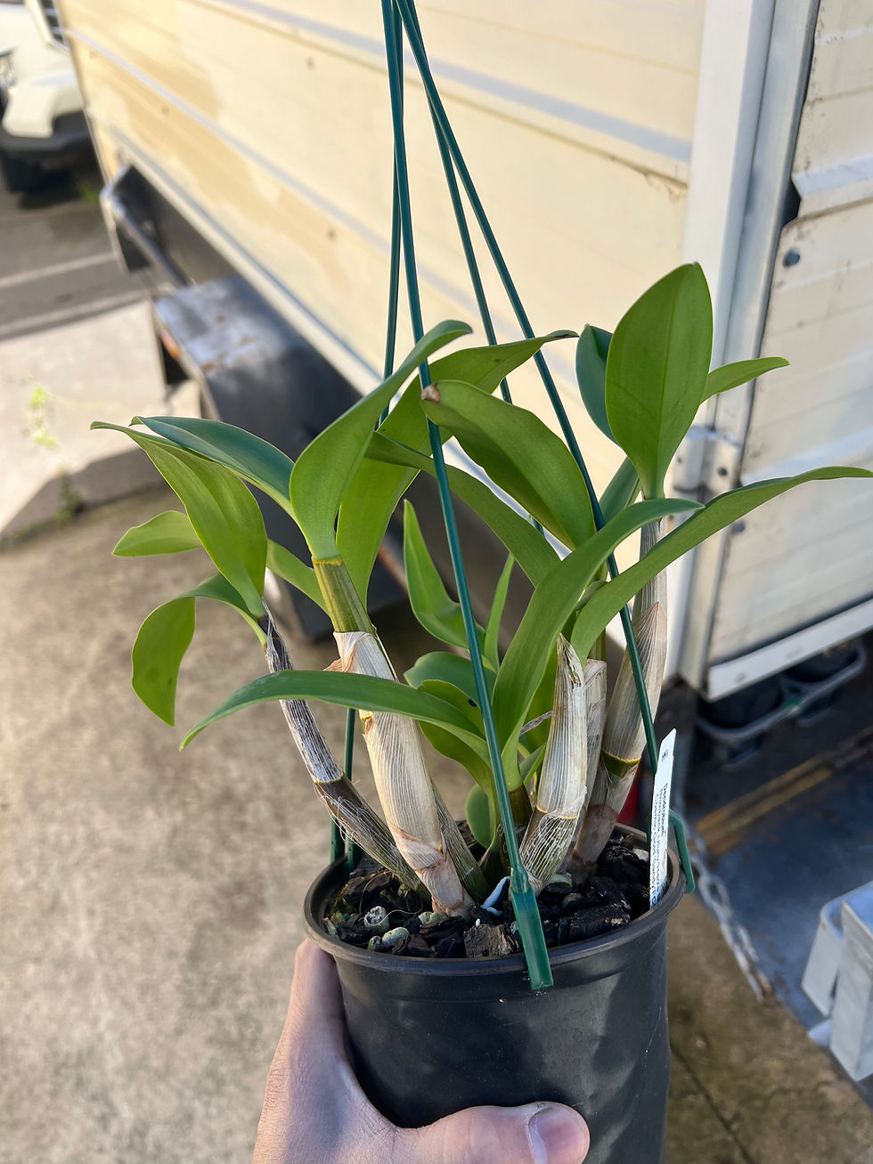 Thumbnail: Dendrobium Brimbank Uluru ‘Hao’s Best’ x Cosmic Gold ‘Sandy’ flowering size  #1