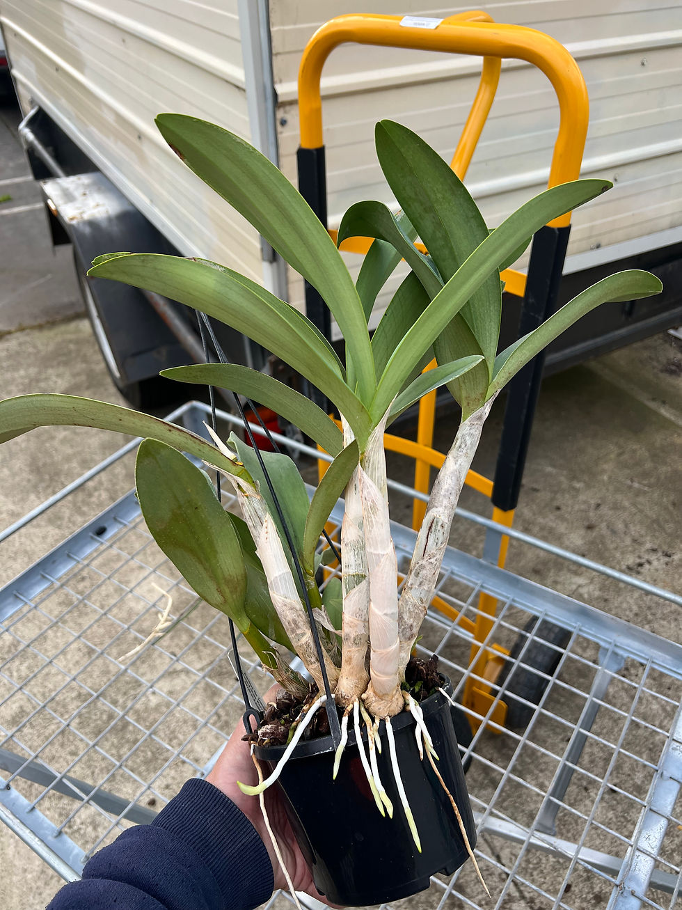 Thumbnail: Dendrobium Brimbank Fire ‘Leanne’ x Brimbank Dream ‘Hao’s Best’ 140mm pot