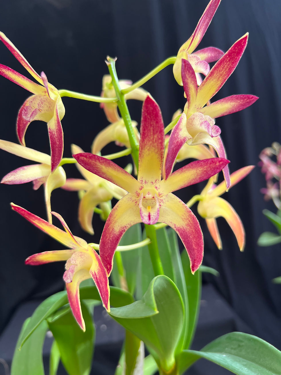 Thumbnail: Dendrobium Jayden ‘Sheen’ x Brimbank Gold ‘Hao’s’ first flowering 140mm pot
