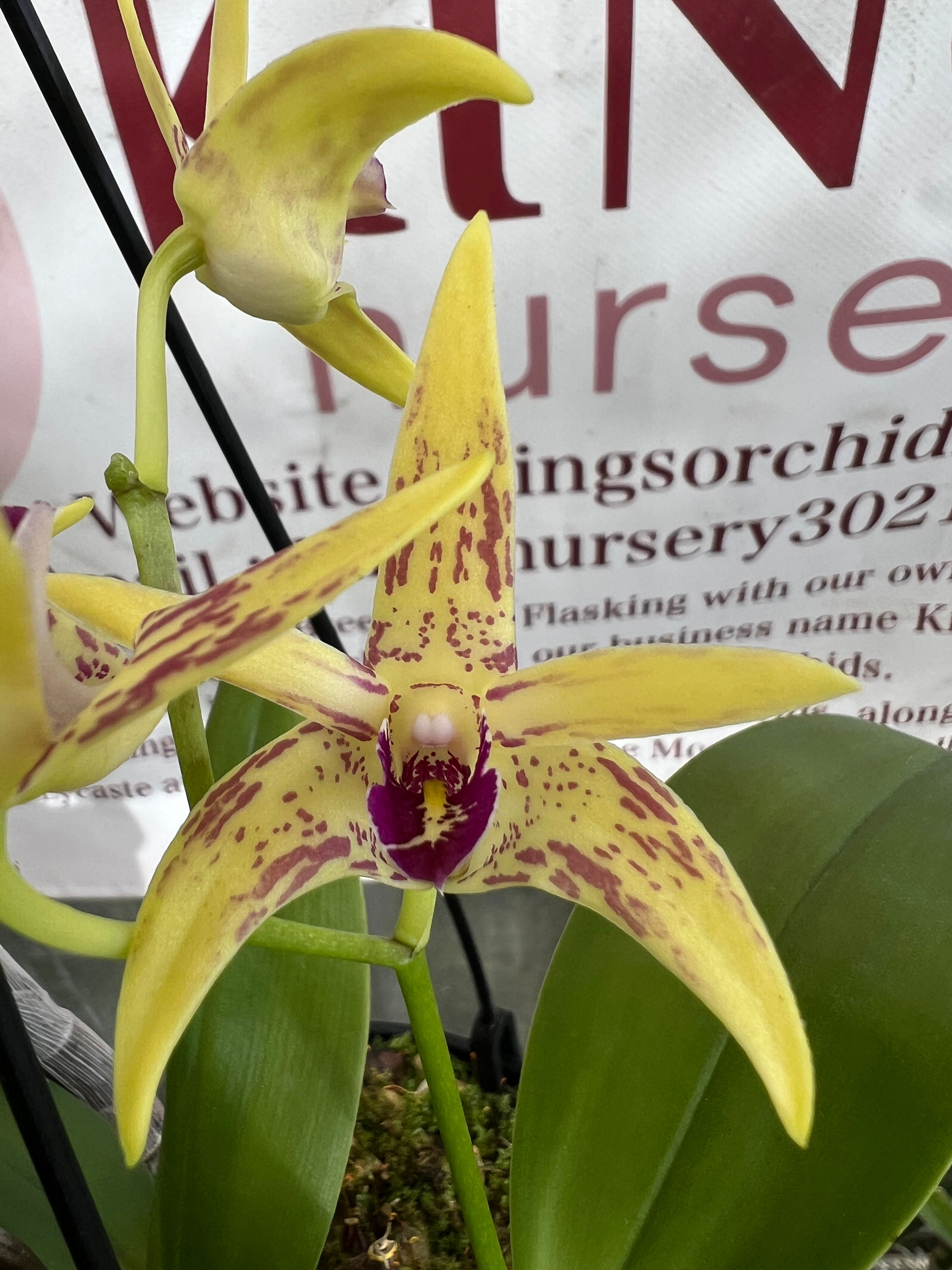 Dendrobium Saigon Tropius flowering 140mm pot