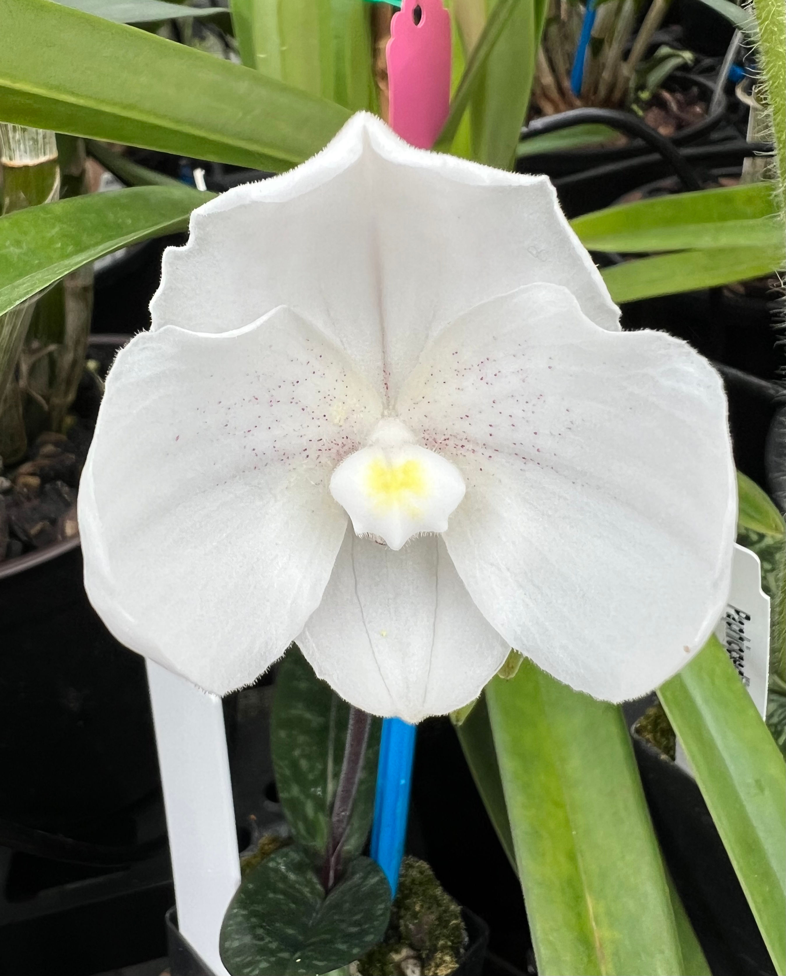 Paphiopedilum niveum species seedling 50mm Pots 