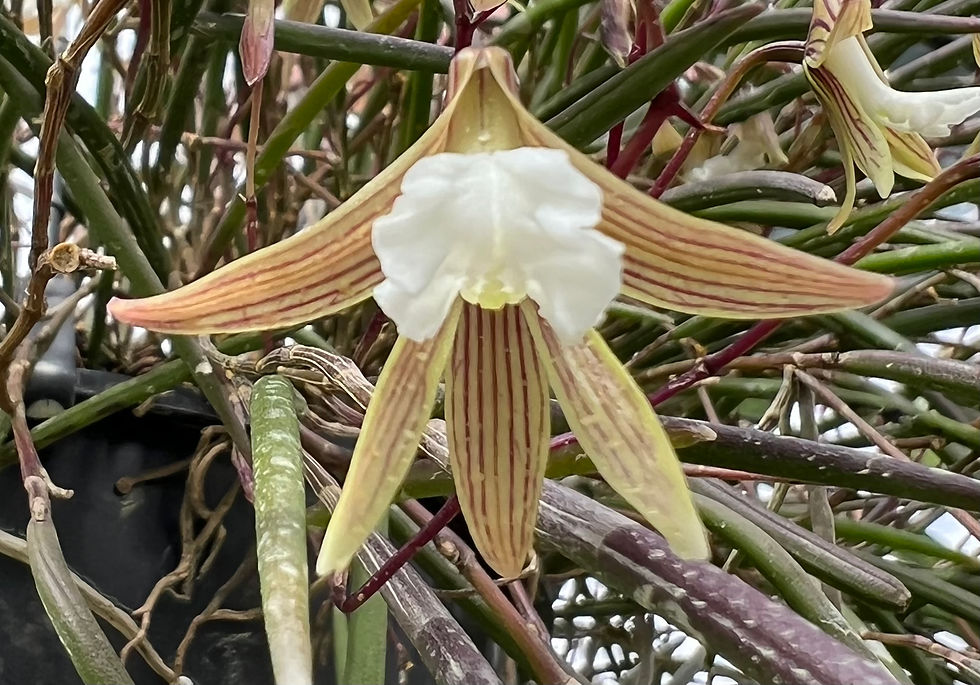 Thumbnail: Super Super size Dockrillia striolata ‘Ruffles’ FCC/AOC specimen plants