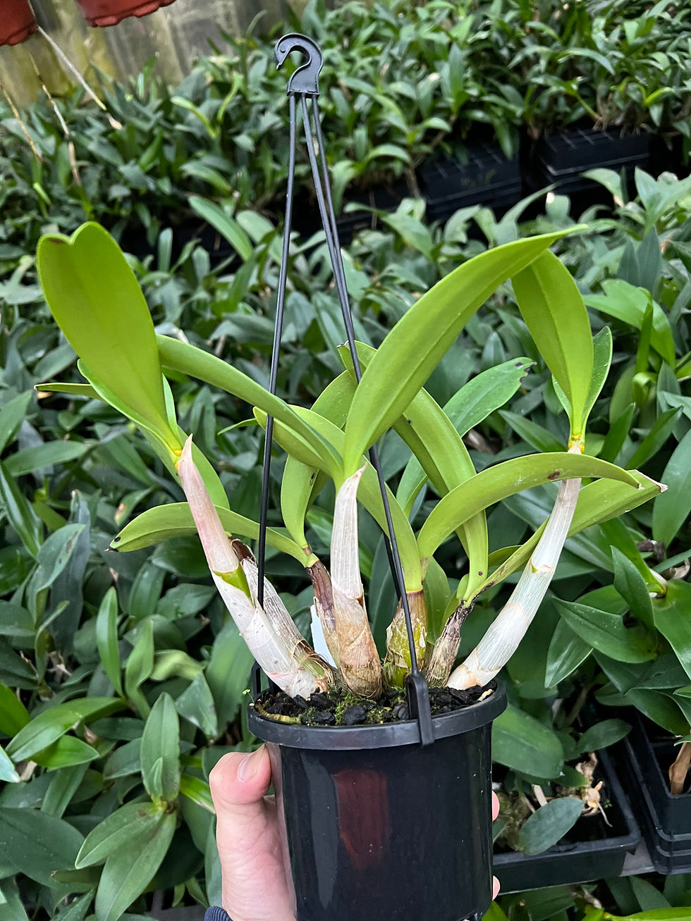 Thumbnail: Dendrobium Jayden ‘Sheen’ x Dingadee Gold ‘Journey’ seedling 140mm pot #0