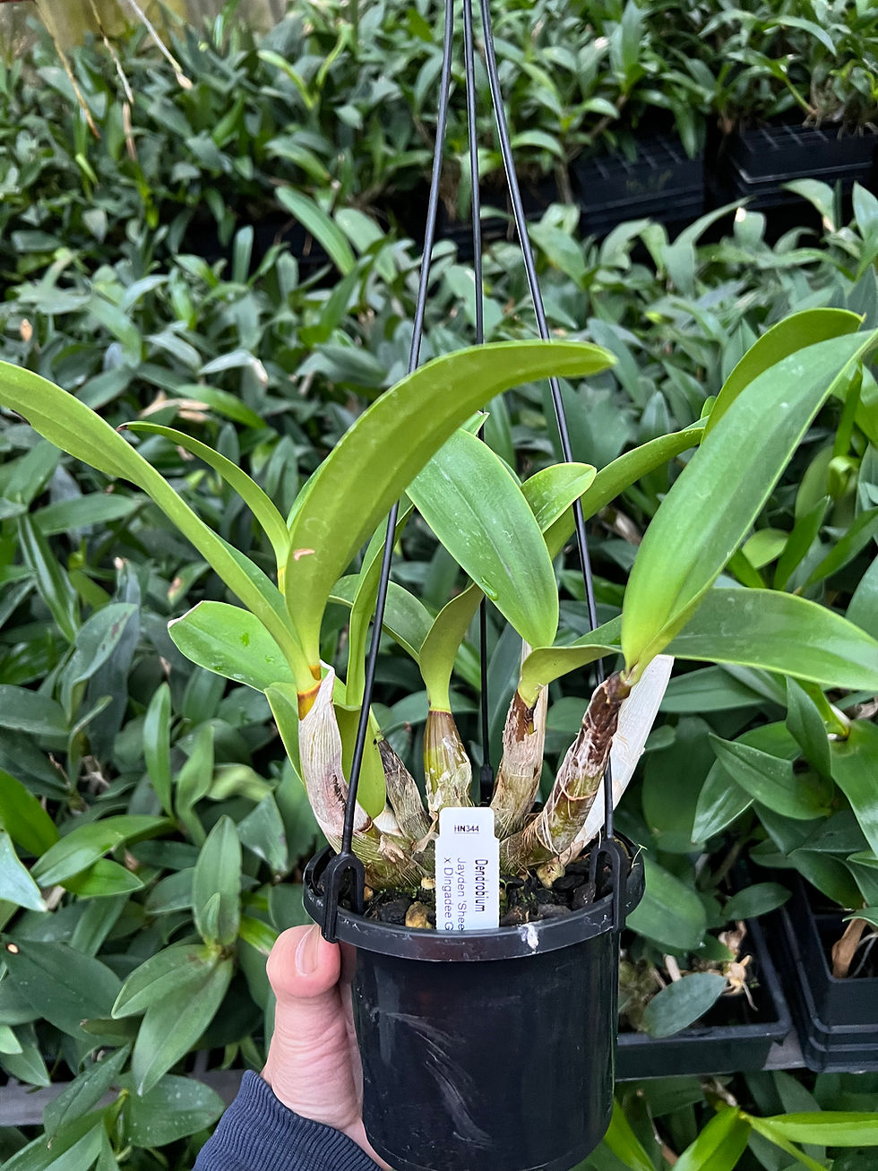 Thumbnail: Dendrobium Jayden ‘Sheen’ x Dingadee Gold ‘Journey’ seedling 140mm pot #0
