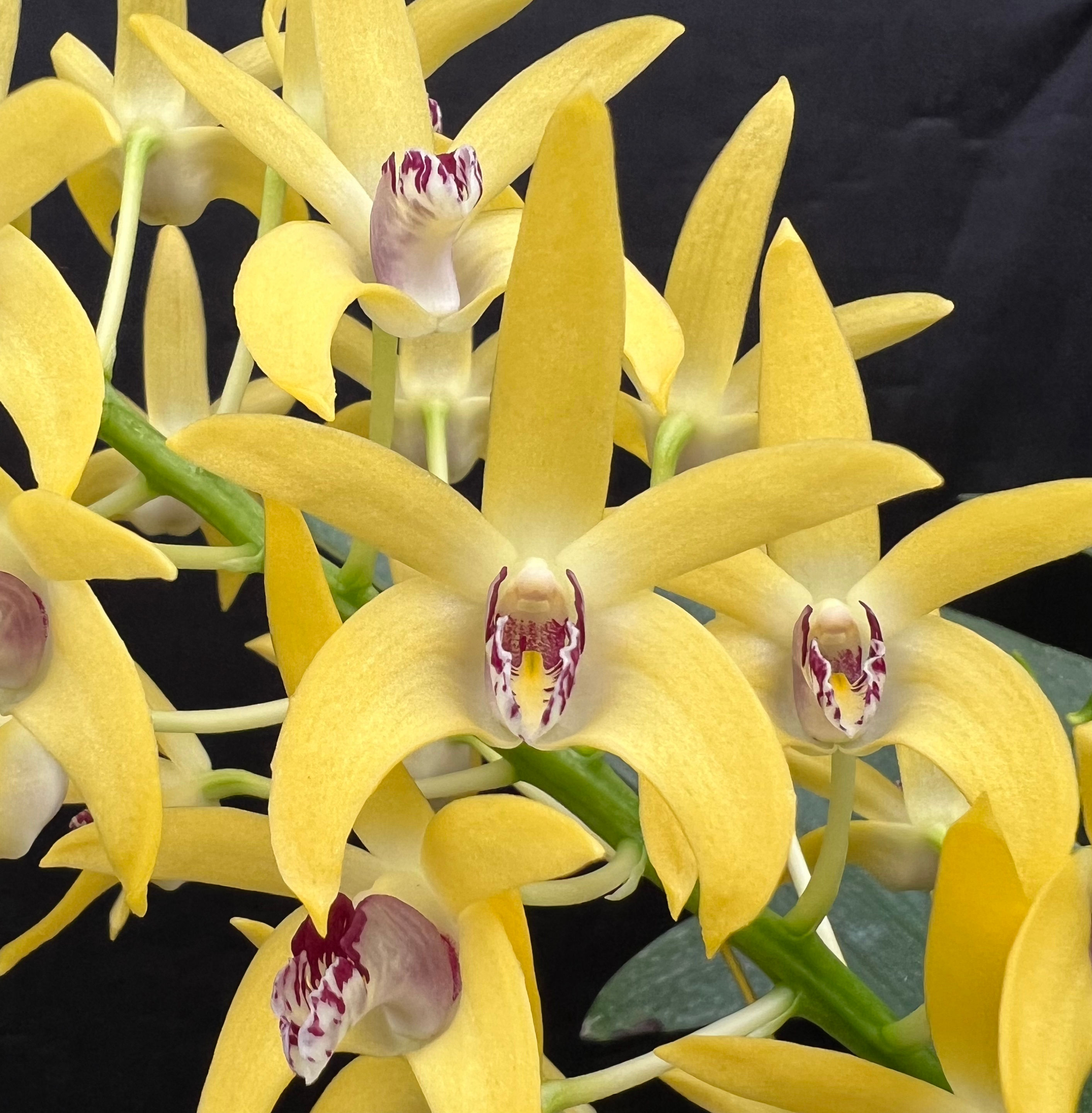 Dendrobium Dingadee Gold ‘Hao’s Best’ bredstock division 140mm pot
