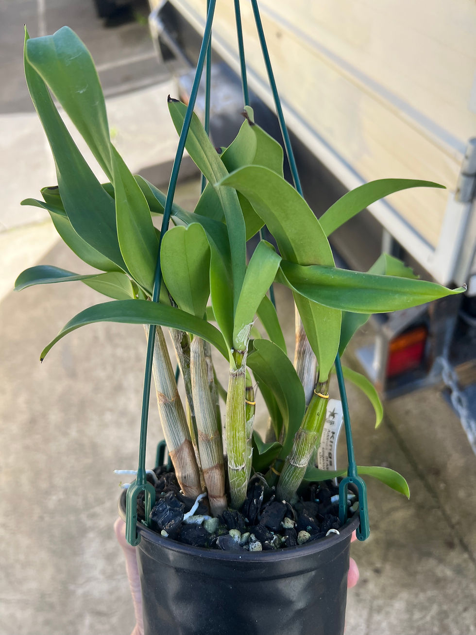 Thumbnail: Dendrobium Brimbank Uluru ‘Hao’s Best’ x Cosmic Gold ‘Sandy’ flowering size  #2