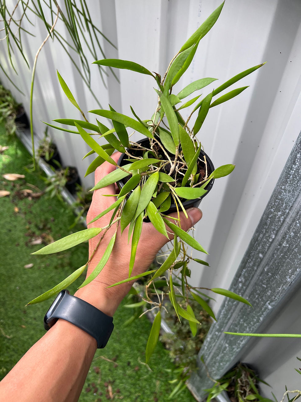 Thumbnail: Dockrillia pugioniformis 'Journey' cutting 100mm pots