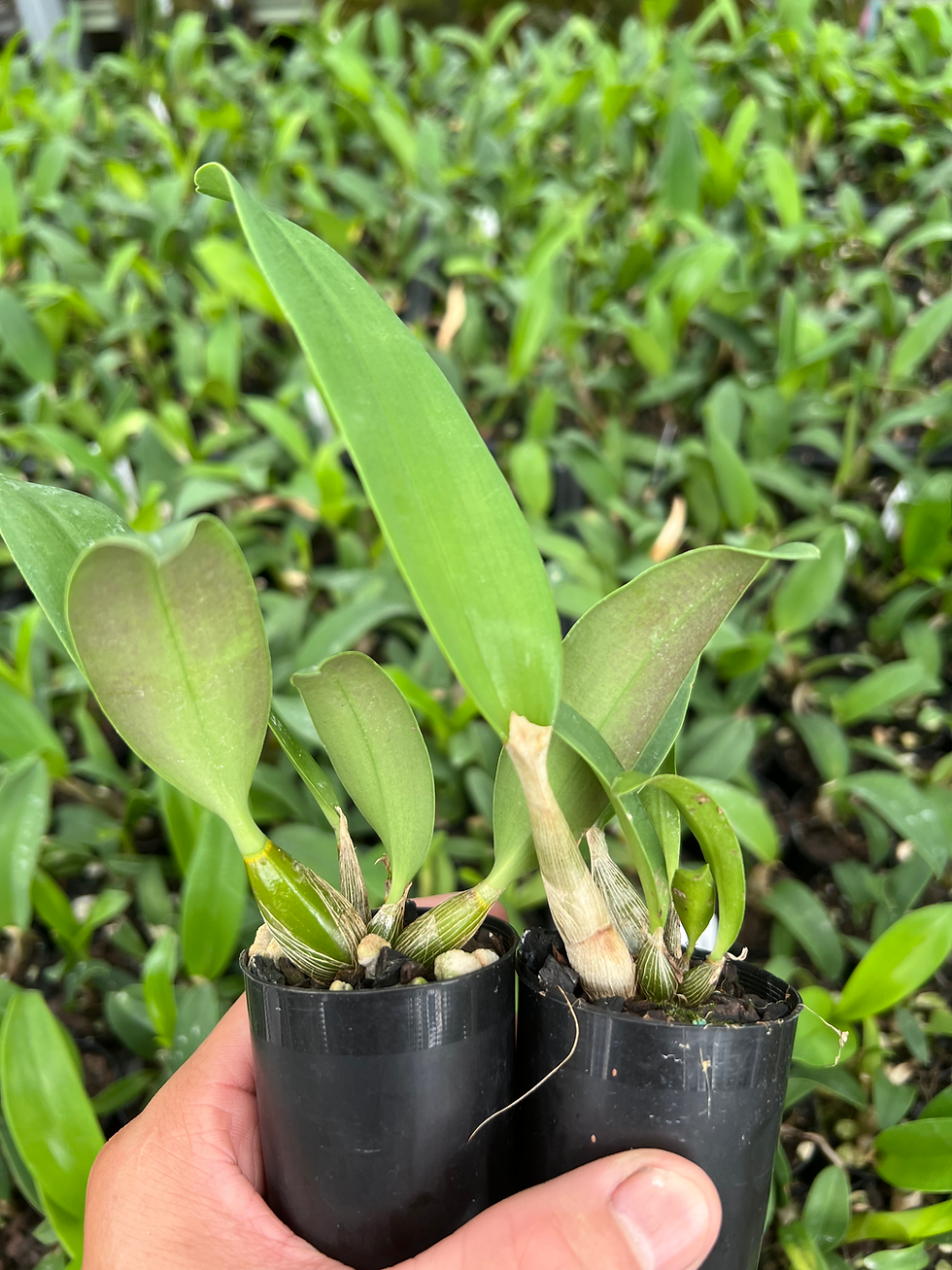 Thumbnail: 5xDendrobium Cosmic Obsession ‘Journey’ x Cosmic Gold ‘Sandy’ FCC/AOC 50mm pots 