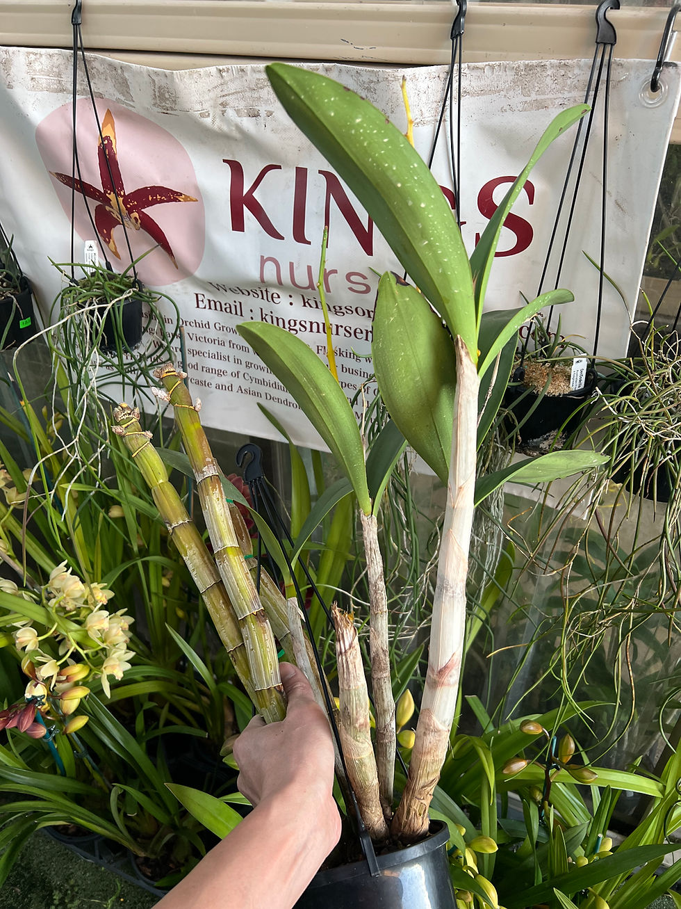 Thumbnail: Dendrobium Avril’s Gold ‘Dell’ original division 140mm pot last piece 