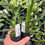 Thumbnail: Cymbidium Australian Midnight remake seedling 50mm pots 