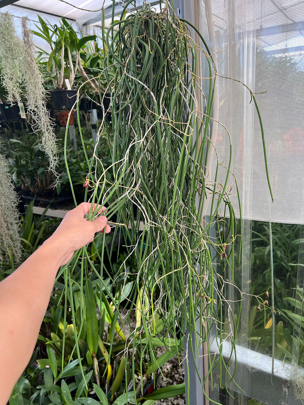 Thumbnail: Dockrillia Australian Yum Yum ‘Journey’  specimens plants 