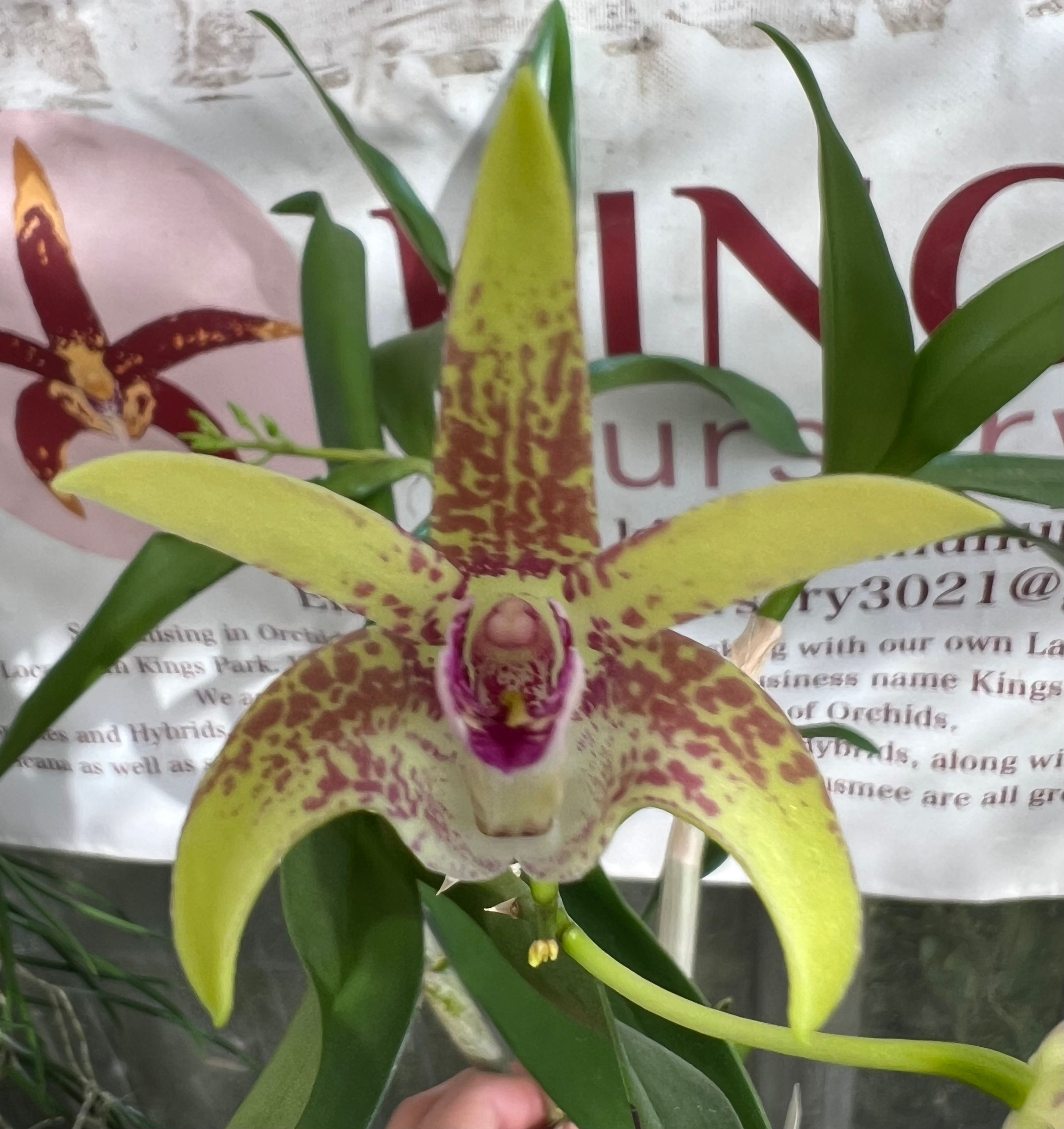 Dendrobium Castaway ‘Fedex’ x Brimbank Dream ‘Tetra’ first flowering 140mm pot