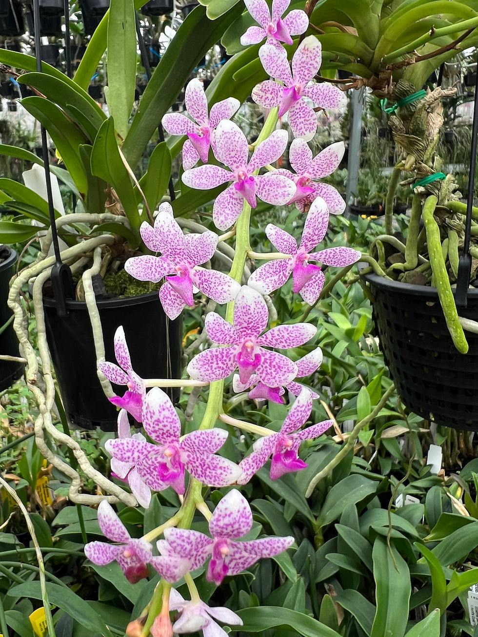 Thumbnail: Sartylis  Toowoomba Sparkle ‘Peppermint Spots’ mericlones 50mm pots 