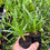 Thumbnail: 30 only Cym. canaliculatum ’Laura Gold' x ‘Journey’ Alba’ seedling 50mm pots 