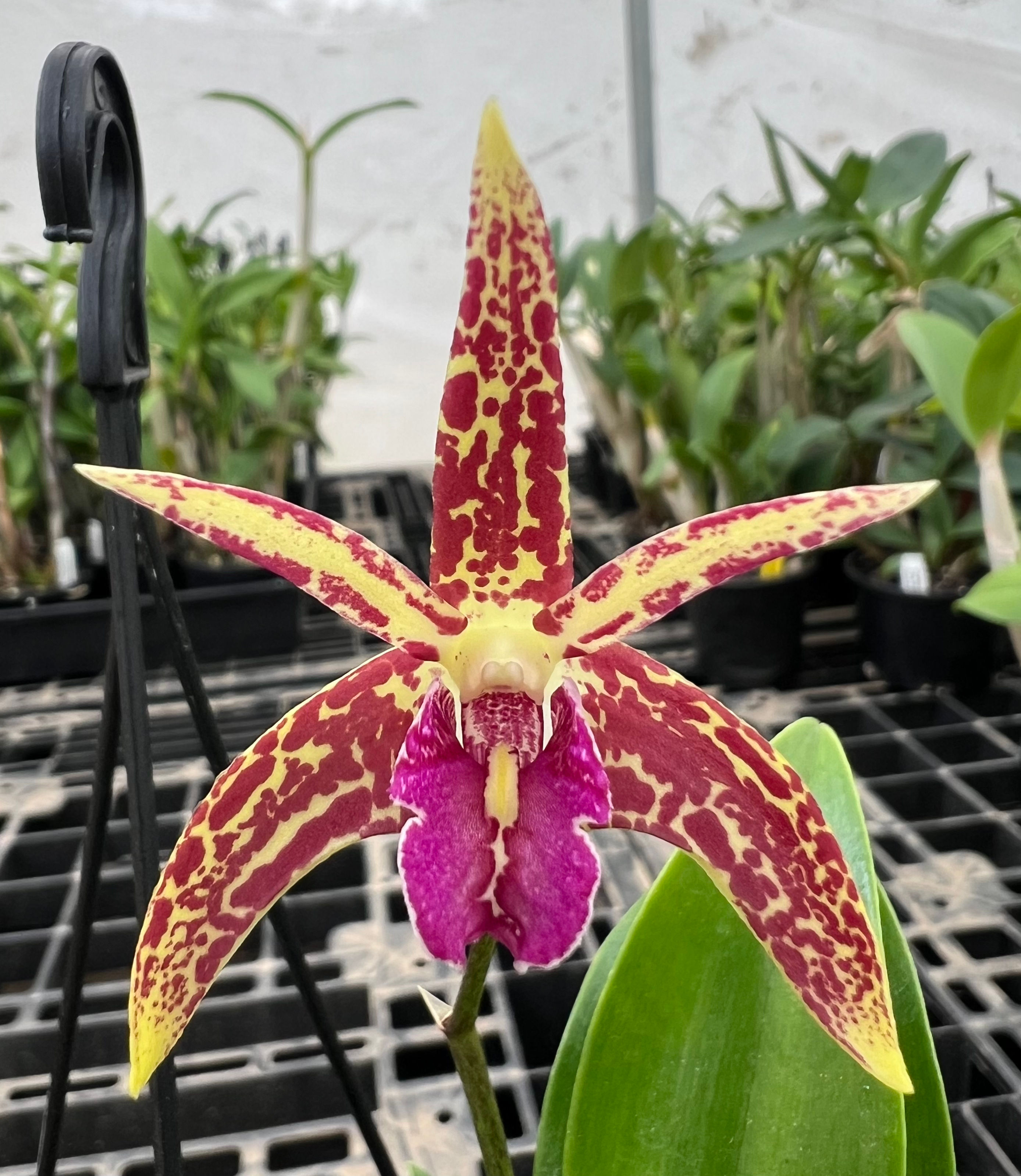 Dendrobium Saigon Sunrise ‘Flame’ flowering 140mm pot