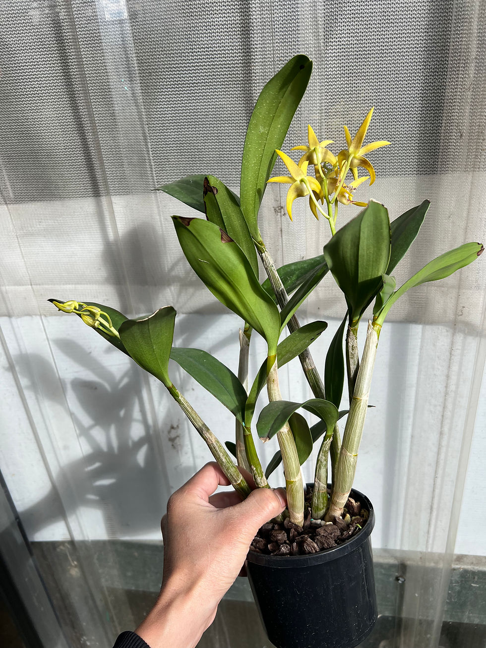 Thumbnail: Dendrobium King’s Cosmic Melody ‘Colourfest’ first flowering 140mm pot