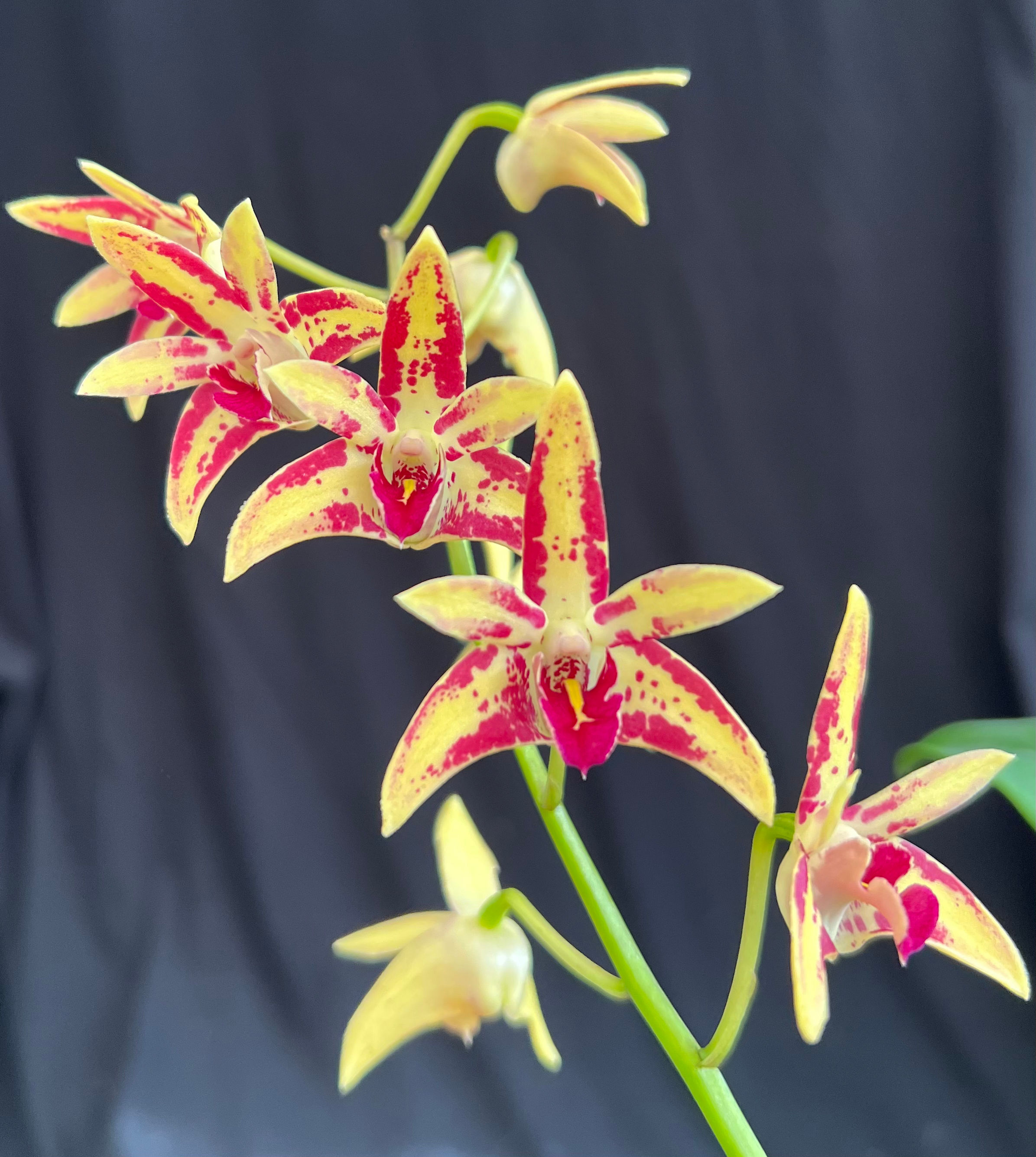 Dendrobium Cobber Lavender And Lime x Dingadee Gold first flowering 100mm pot