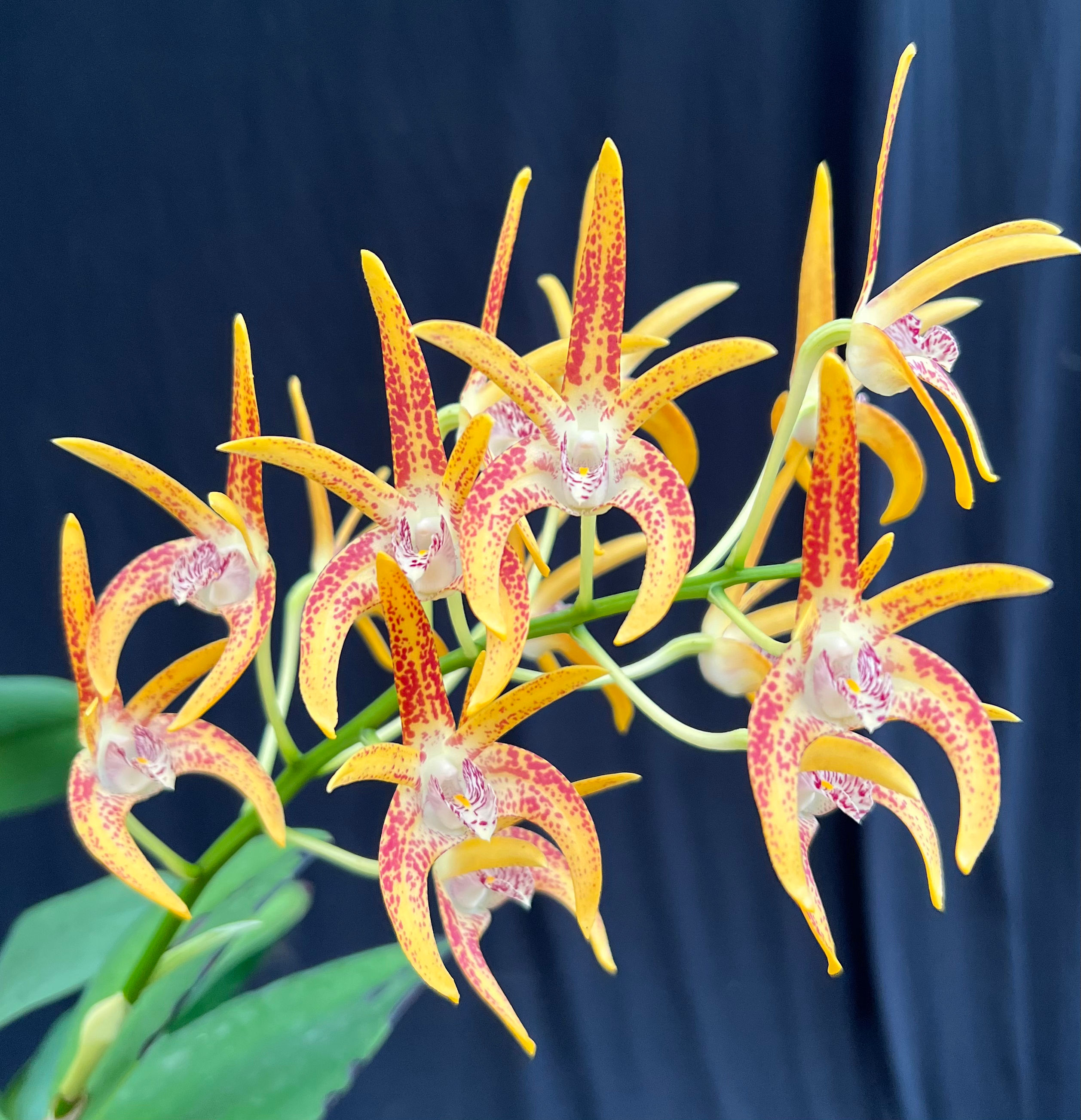 Dendrobium Brimbank Sunshine ‘Journey’ x Cosmic Gold ‘Sandy’ first flowering