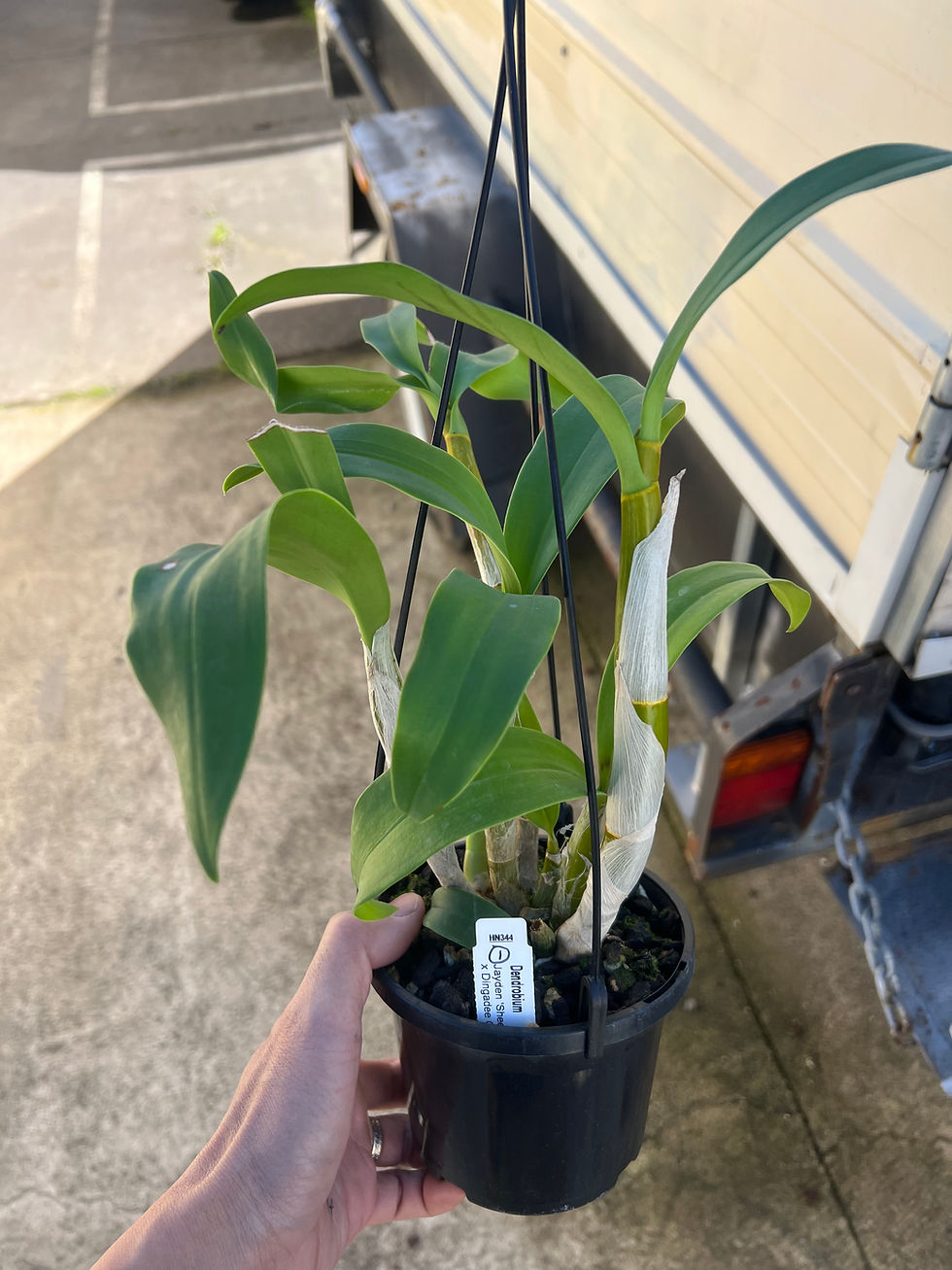 Thumbnail: Dendrobium Jayden ‘Sheen’ x Dingadee Gold ‘Journey’ seedling 140mm pot #1