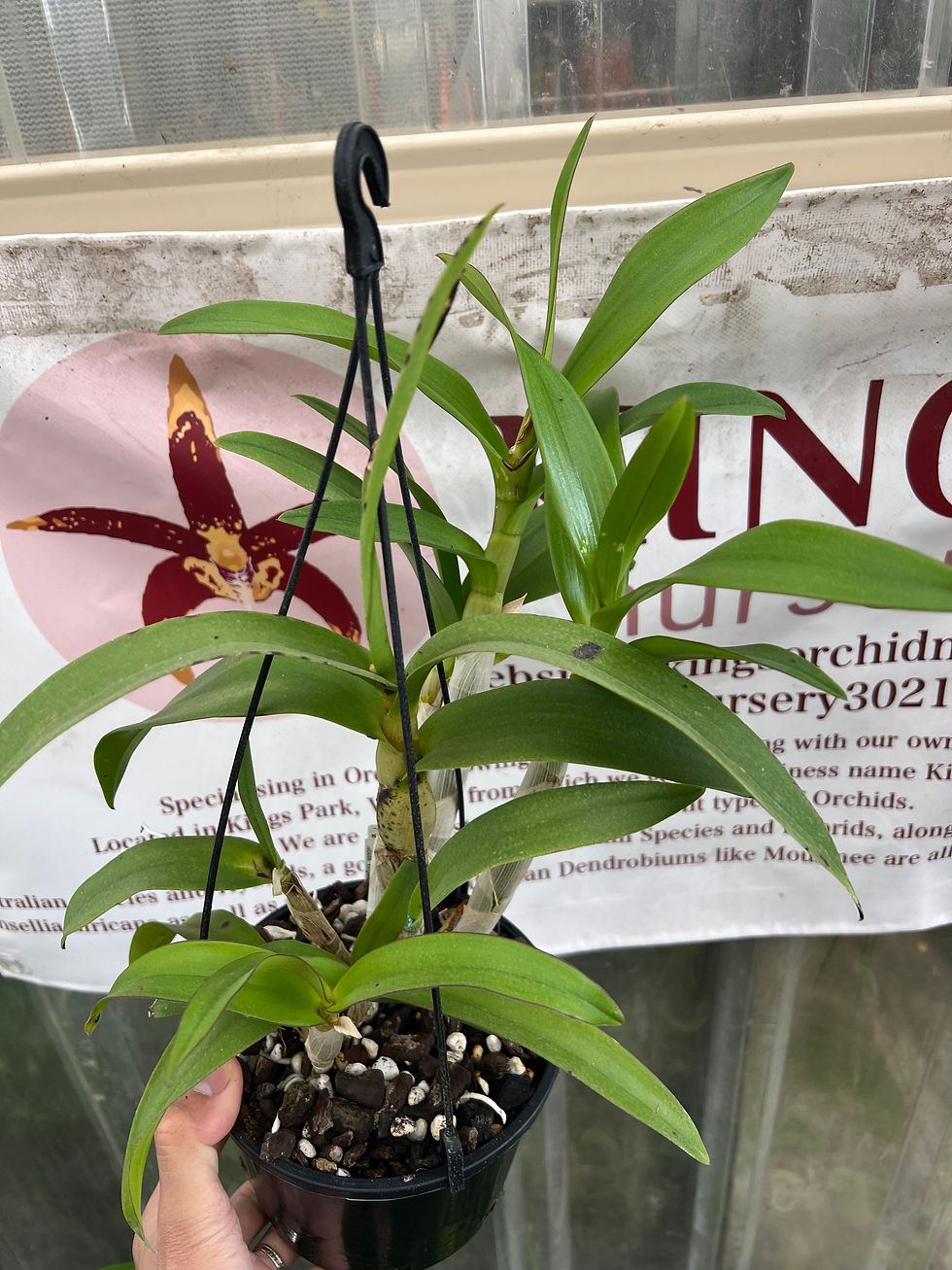 Thumbnail: Dendrobium Warringah first flowering seedling 150mm pot 