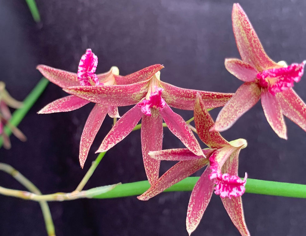 Thumbnail: Dockrillia Tweeteur ‘Journey’ x Red Devil ‘Journey’ seedling 100mm pots