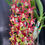 Thumbnail: Dendrobium Avril’s Gold ‘Angus’ AD/AOC mericlones 80mm pots 