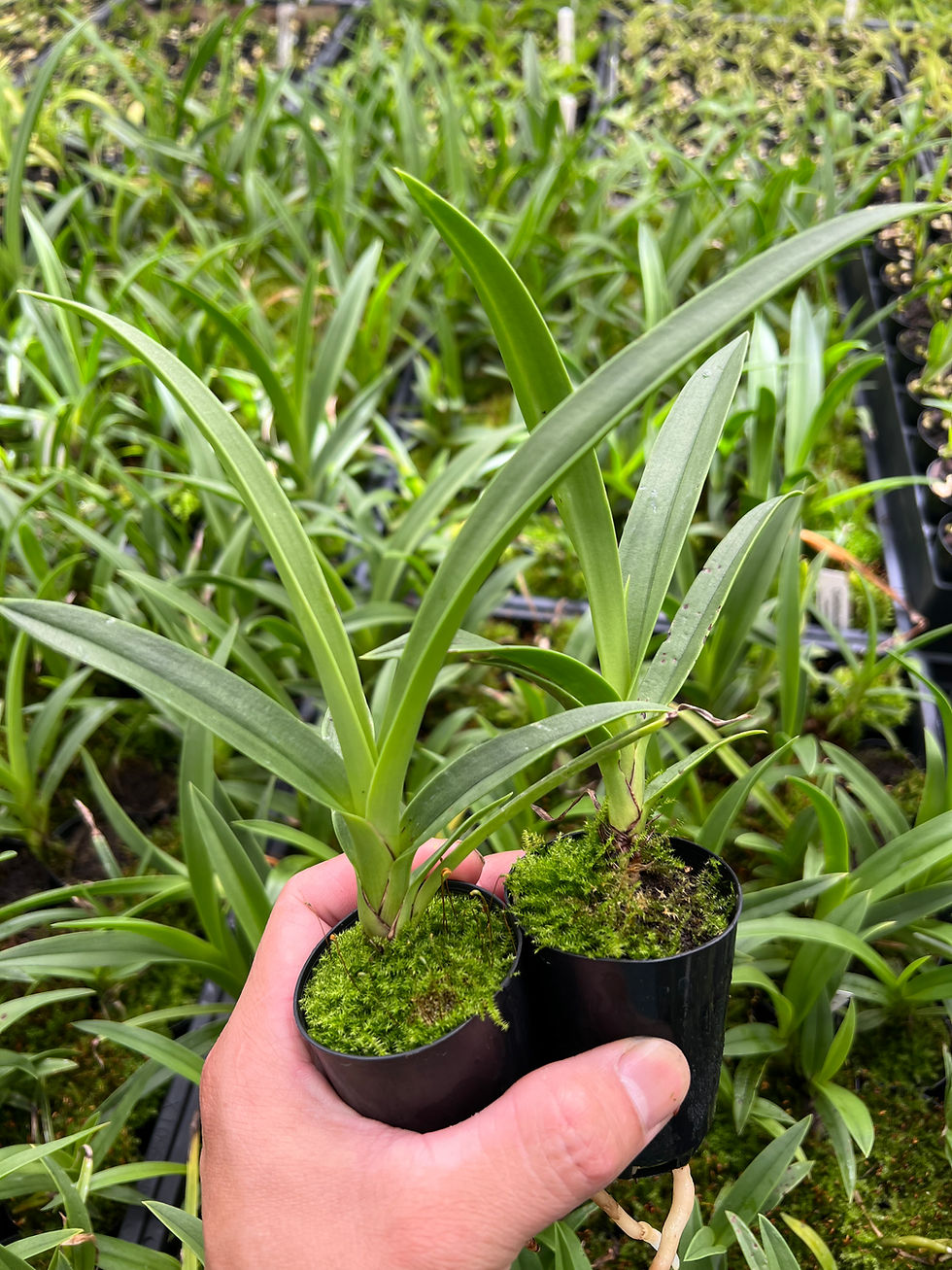 Thumbnail: 5 left only Cymbidium canaliculatum ’Daphne' x ‘Yellow Alba’ seedling 50mm pots 