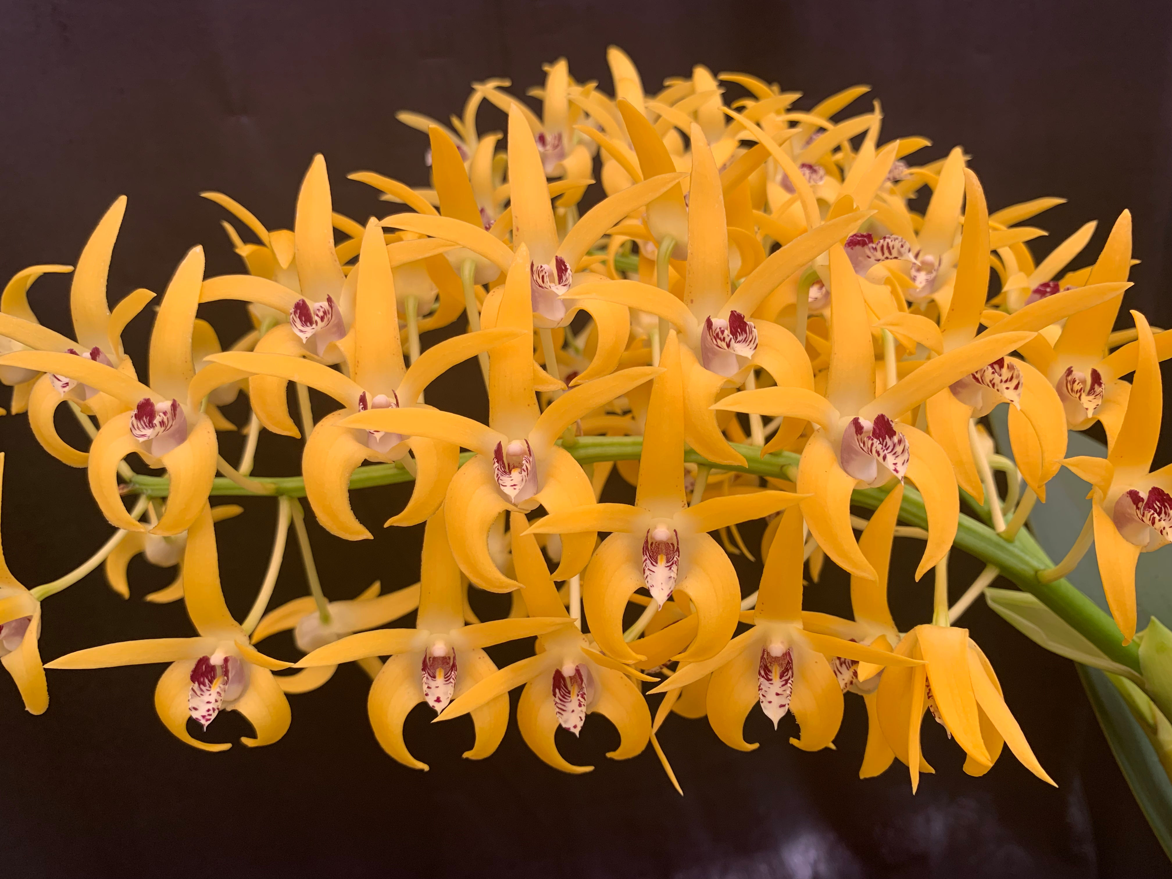 Dendrobium Saigon Gold first flowering seedling 140mm pot