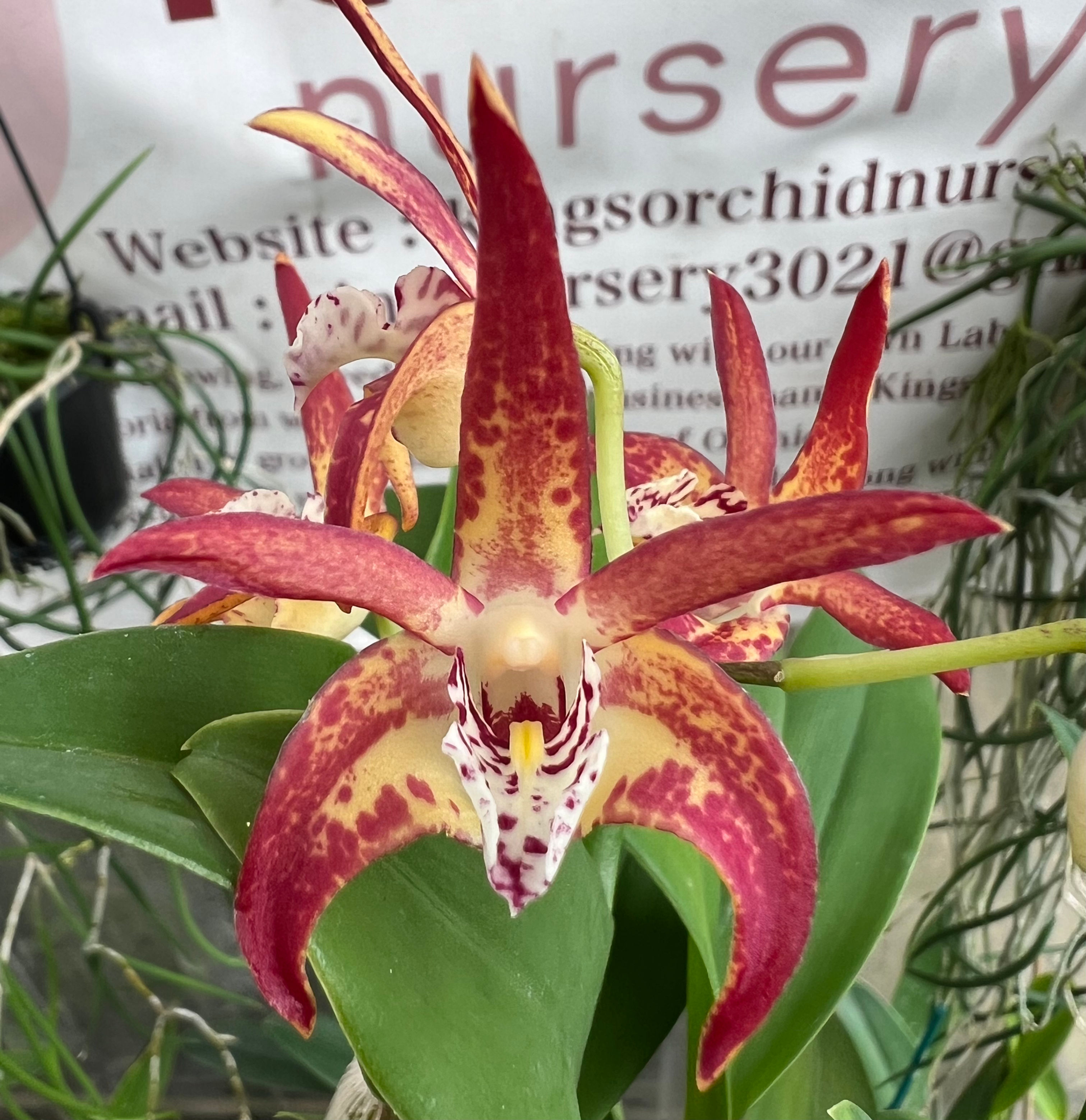 Dendrobium Brimbank Uluru ‘Journey’ x Cosmic Gold ‘Sandy’ first flowering 140mm
