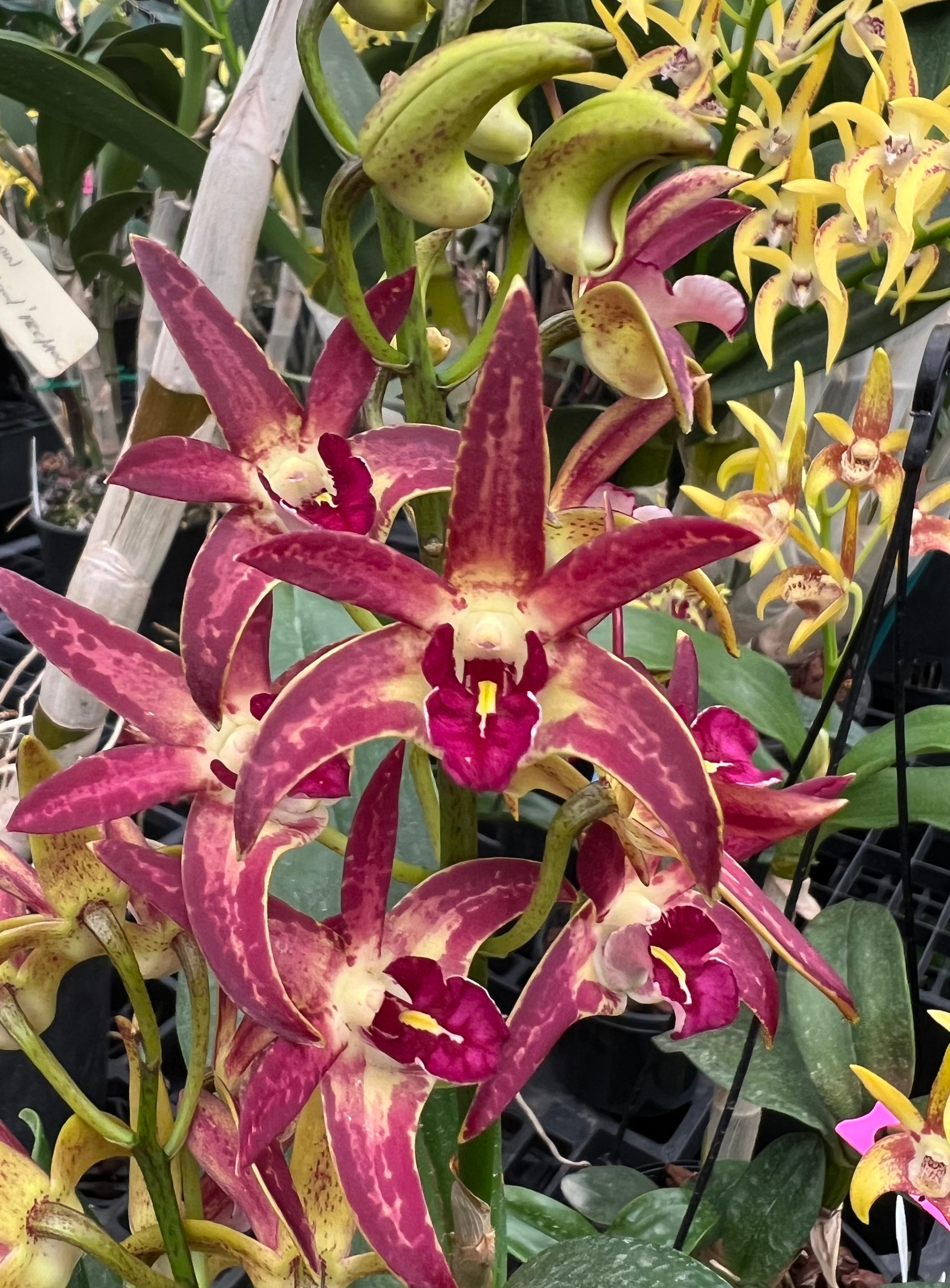 5xDendrobium Cosmic Obsession ‘Rackham’ x Cosmic Gold ‘Sandy’ FCC/AOC 50mm pots 