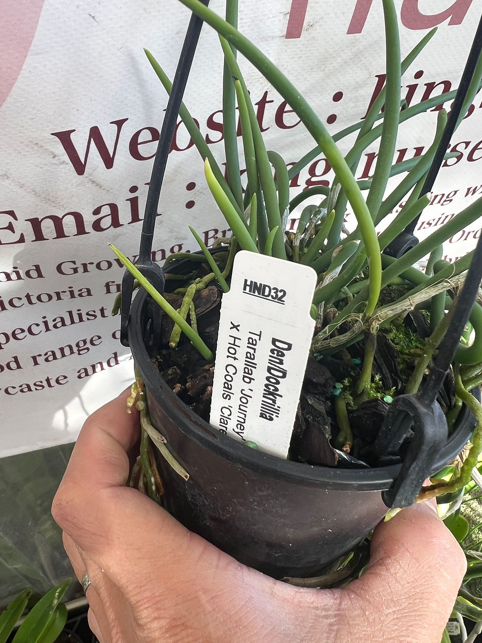 Thumbnail: Dendrobium Legend Eagle first flowering 100mm pot