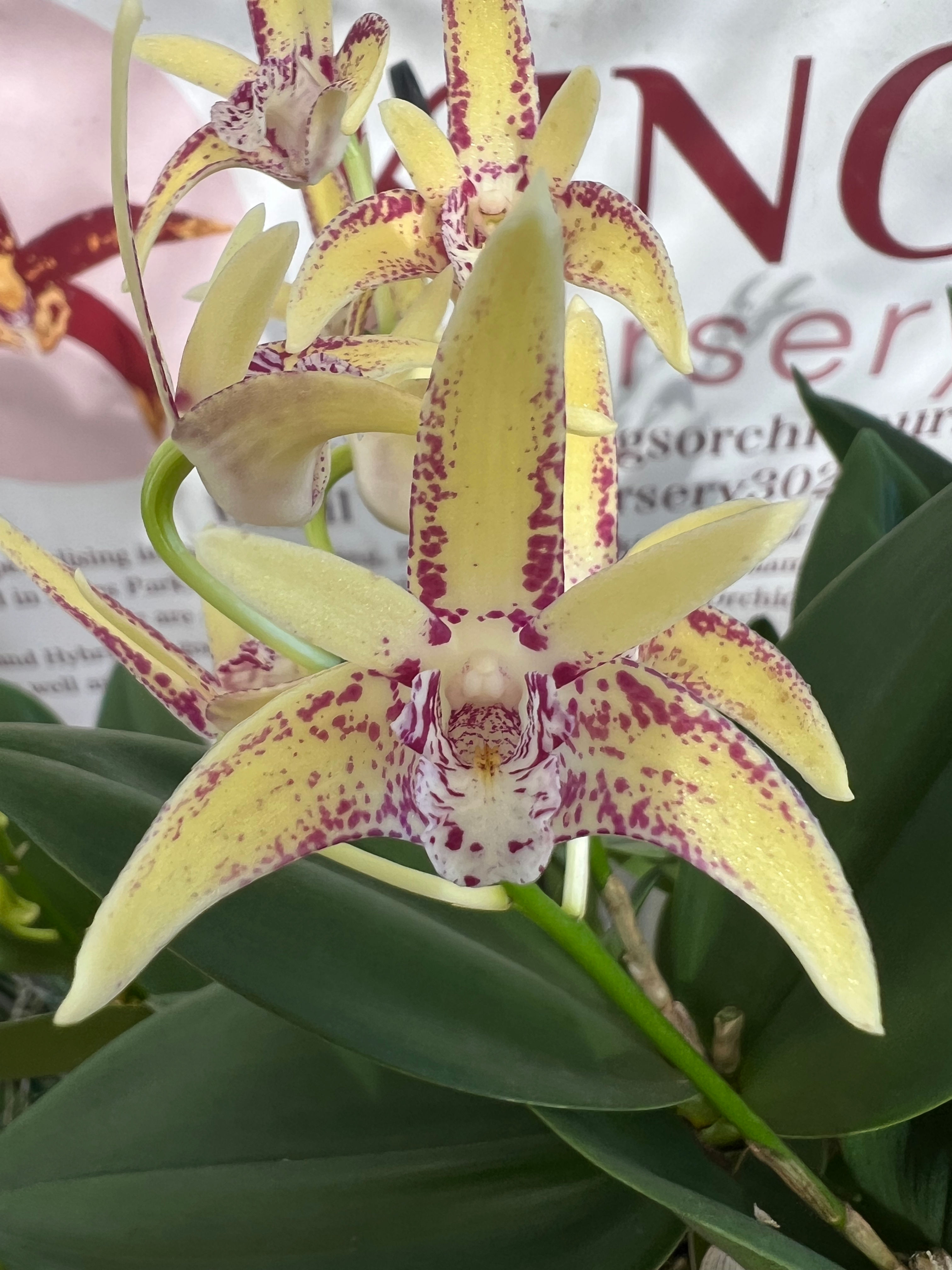 Dendrobium Ray’s Dream ‘Tony’ x Sunglow flowering 140mm pot