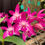 Thumbnail: Dendrobium Flinders Grant Garrett’ AM/AOC x Aus Rose-Beauty Pink Delight’ 100mm