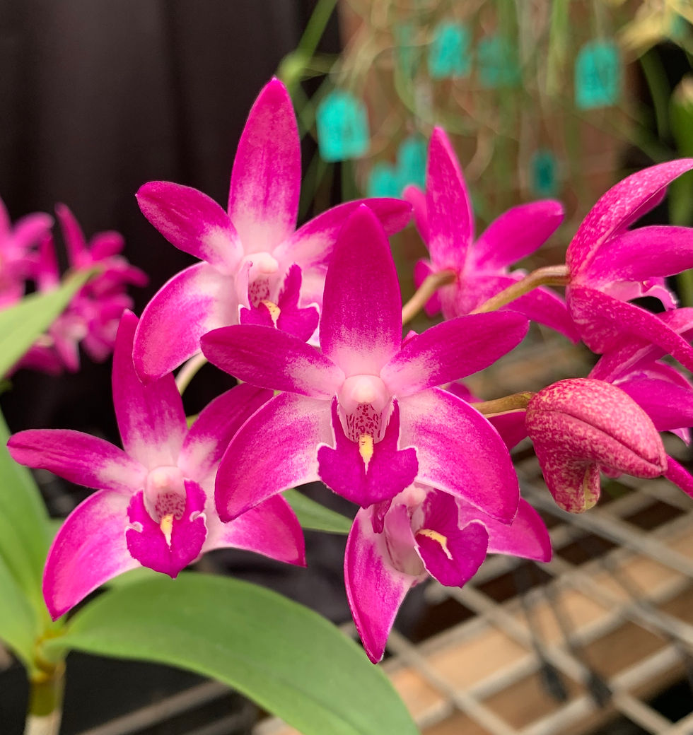 Thumbnail: Dendrobium Flinders Grant Garrett’ AM/AOC x Aus Rose-Beauty Pink Delight’ 100mm