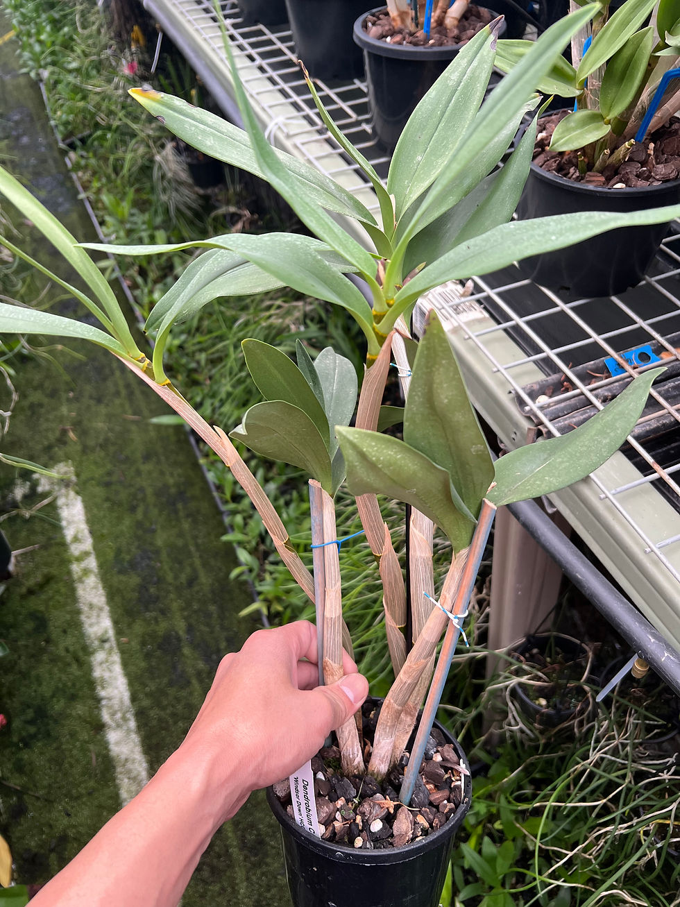 Thumbnail: Dendrobium Class ‘Windsor Down’ HCC/AOC division 140mm pot 