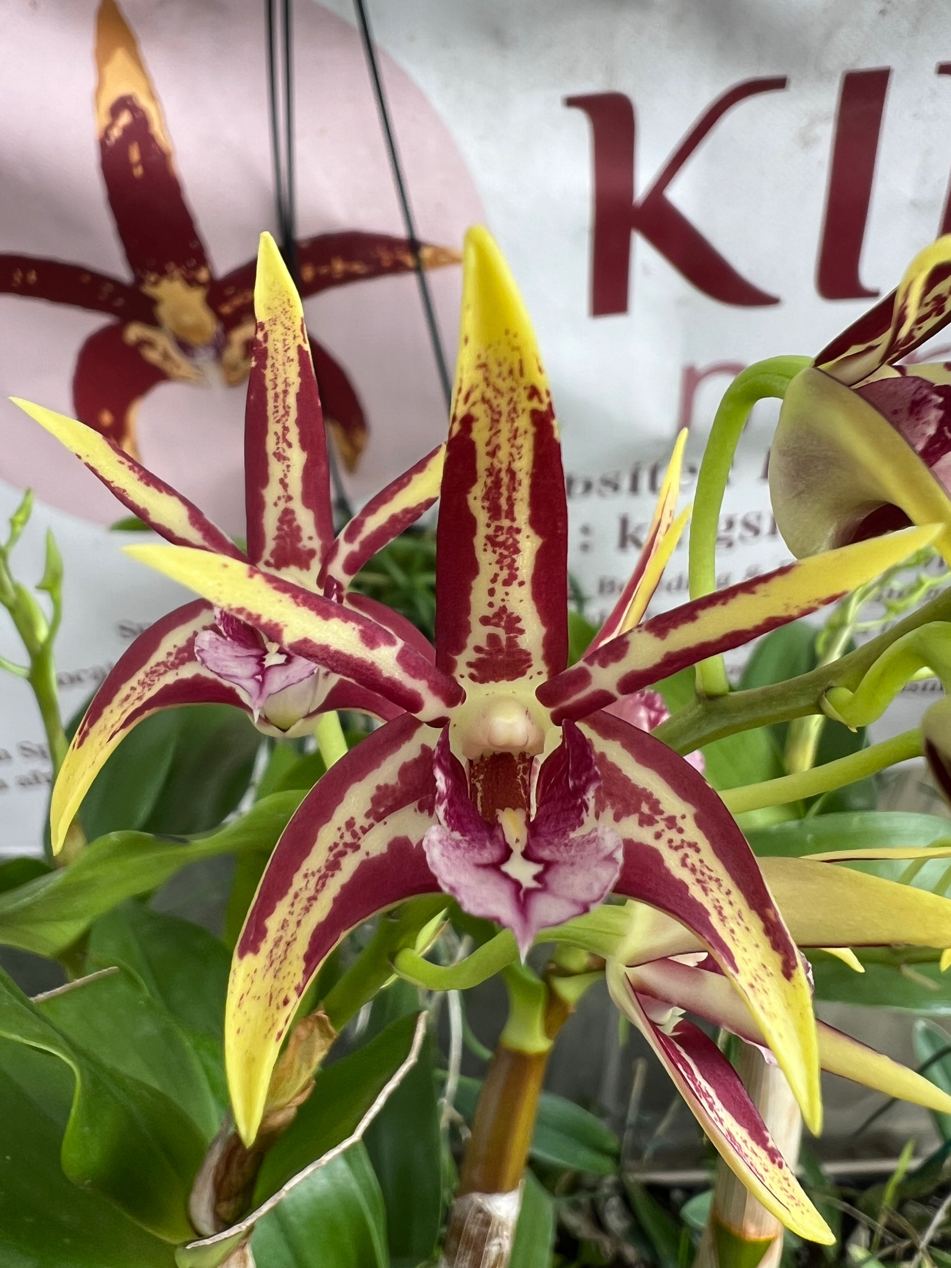 Dendrobium Saigon Spirit first flowering 140mm pot