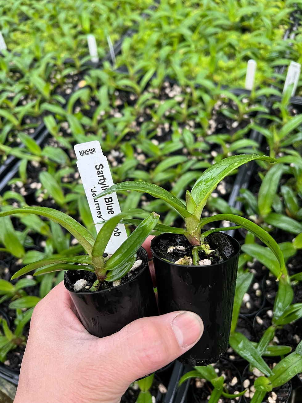 Thumbnail: Sartylis Blue Knob ‘Journey’ mericlones 50mm pot