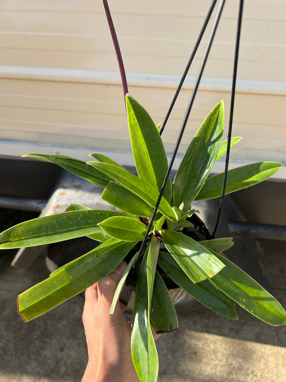 Thumbnail: Paphiopedilum Hsinying Carlos x charlesworthii flowering big plants 150mm pot